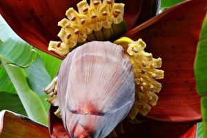 fleur de bananier vertus